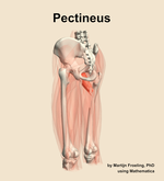 The pectineus muscle of the thigh - orientation 3