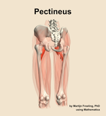The pectineus muscle of the thigh - orientation 4