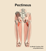 The pectineus muscle of the thigh - orientation 5