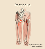 The pectineus muscle of the thigh - orientation 6