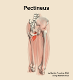 The pectineus muscle of the thigh - orientation 7
