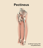 The pectineus muscle of the thigh - orientation 8