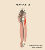 The pectineus muscle of the thigh - orientation 9