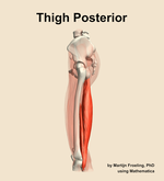 Muscles of the posterior compartment of the thigh - orientation 1