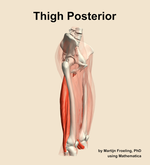Muscles of the posterior compartment of the thigh - orientation 10