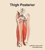 Muscles of the posterior compartment of the thigh - orientation 11