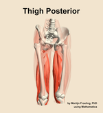 Muscles of the posterior compartment of the thigh - orientation 12