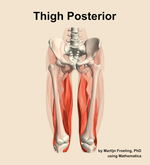 Muscles of the posterior compartment of the thigh - orientation 13