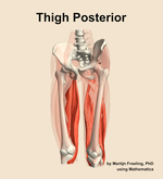 Muscles of the posterior compartment of the thigh - orientation 14