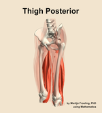 Muscles of the posterior compartment of the thigh - orientation 15