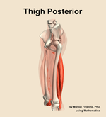Muscles of the posterior compartment of the thigh - orientation 16