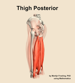 Muscles of the posterior compartment of the thigh - orientation 2