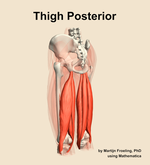 Muscles of the posterior compartment of the thigh - orientation 3