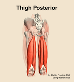 Muscles of the posterior compartment of the thigh - orientation 4