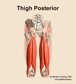Muscles of the posterior compartment of the thigh - orientation 5