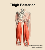 Muscles of the posterior compartment of the thigh - orientation 6