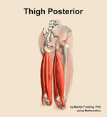 Muscles of the posterior compartment of the thigh - orientation 7