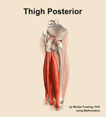 Muscles of the posterior compartment of the thigh - orientation 8