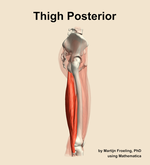 Muscles of the posterior compartment of the thigh - orientation 9