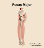 The psoas major muscle of the thigh - orientation 1