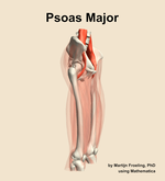 The psoas major muscle of the thigh - orientation 10