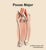 The psoas major muscle of the thigh - orientation 11