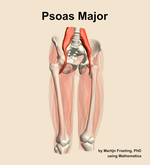 The psoas major muscle of the thigh - orientation 12