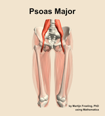 The psoas major muscle of the thigh - orientation 13