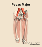 The psoas major muscle of the thigh - orientation 14