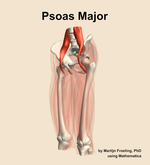 The psoas major muscle of the thigh - orientation 15