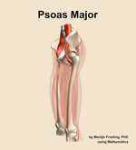 The psoas major muscle of the thigh - orientation 16