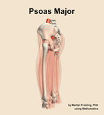 The psoas major muscle of the thigh - orientation 2