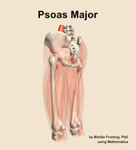 The psoas major muscle of the thigh - orientation 3
