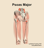 The psoas major muscle of the thigh - orientation 4