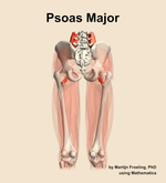 The psoas major muscle of the thigh - orientation 5