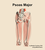 The psoas major muscle of the thigh - orientation 6