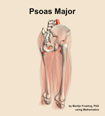 The psoas major muscle of the thigh - orientation 7