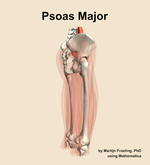 The psoas major muscle of the thigh - orientation 8