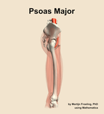 The psoas major muscle of the thigh - orientation 9