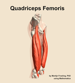 The quadriceps femoris muscle of the thigh - orientation 10