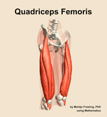 The quadriceps femoris muscle of the thigh - orientation 11