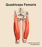 The quadriceps femoris muscle of the thigh - orientation 12