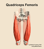 The quadriceps femoris muscle of the thigh - orientation 13