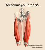 The quadriceps femoris muscle of the thigh - orientation 14