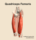 The quadriceps femoris muscle of the thigh - orientation 15