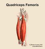 The quadriceps femoris muscle of the thigh - orientation 16