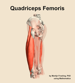 The quadriceps femoris muscle of the thigh - orientation 2