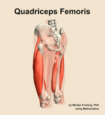 The quadriceps femoris muscle of the thigh - orientation 3