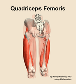 The quadriceps femoris muscle of the thigh - orientation 4