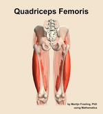 The quadriceps femoris muscle of the thigh - orientation 5